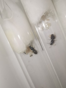 Ninki, nouvellement maman et sa voisine Garnet, [Blog] Mes Messor barbarus et Lasius sp.