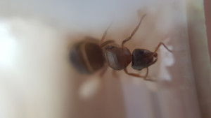 Tête/Thorax, [Lasius sp.] Identification gyne
