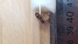 Taille, [Lasius sp.] Identification gyne