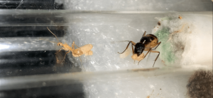 29 juin, [Blog] Les Camponotus maculatus de Deucalion