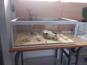 Grande ADC verre, Grande aire de chasse en verre