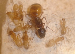 La gyne, les ouvrières et le couvain, [Blog] Camponotus africaines, sanctus et sp d'Afrique de l'est