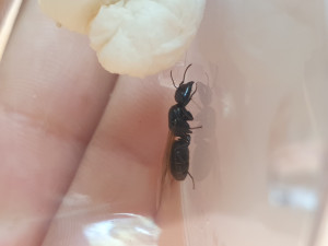Vue de côté., [Camponotus sp.] Une mystérieuse gyne.