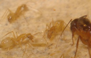 larve de Camponotus sanctus, [Blog] Camponotus africaines, sanctus et sp d'Afrique de l'est