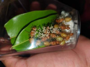 Déjà des petites larves et un énorme couvain, [Blog] Oecophylla longinoda