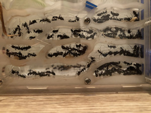 Nid Camponotus cruentatus, [Blog] Camponotus cruentatus "Les survivantes"
