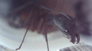 Major Camponotus cruentatus, [Blog] Camponotus cruentatus "Les survivantes"