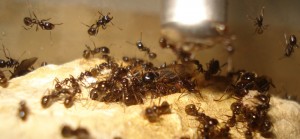Messor barbarus, Mes colonies (funkyben)