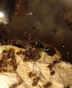 Messor barbarus, Mes colonies (funkyben)