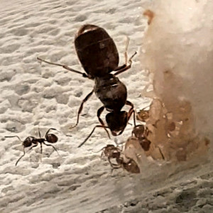 Première photo à l'ouverture du tiroir, [Lasius sp.] Gynes récoltées cet été