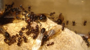 Messor barbarus, Mes colonies (funkyben)