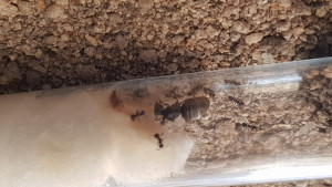 Gyne vue de profil, [Lasius sp.] Gynes récoltées cet été