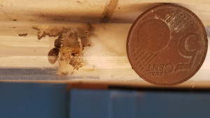 Photo d'un tube avec une pièce de 5 centimes, [Lasius sp.] Gynes récoltées cet été
