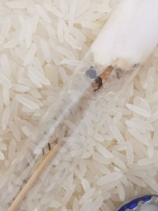 Obligée de placer un cure-dents enduit de miel pour la fondation de Ninki, trop timide pour sortir du tube depuis ses débuts., [Blog] Mes Messor barbarus et Lasius sp.