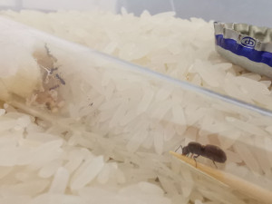 Je ne m'attendais pas à ce que ce soit Ninki elle-même qui se rue littéralement sur la nourriture au bout de quelques minutes !, [Blog] Mes Messor barbarus et Lasius sp.