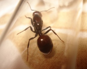 Mes colonies (funkyben), DSC00675.JPG