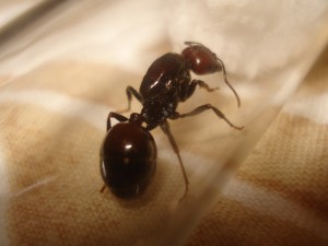 Mes colonies (funkyben), DSC00679.JPG