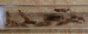 **Fin**[Blog] Camponotus maculatus, maculatusmales0002.jpg