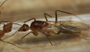 **Fin**[Blog] Camponotus maculatus, maculatusmales0001.jpg