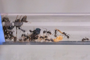M. capitatus 2 de Zampaï et nymphe sous stéroïdes., [Blog] Messor minor minor, Messor capitatus & Messor barbarus