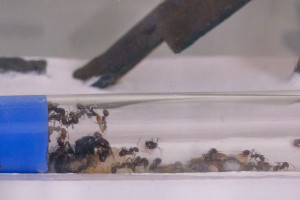 M. barbarus 2., [Blog] Messor minor minor, Messor capitatus & Messor barbarus