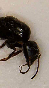 Camponotus piceus, 1ère victime, sur fond noir., Camponotus piceus, premier décès.