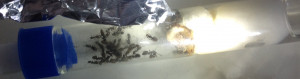 Indice, le milieu !, [blog] Chthonolasius sp