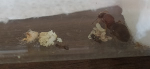 Couvain, Déménagement et diapause