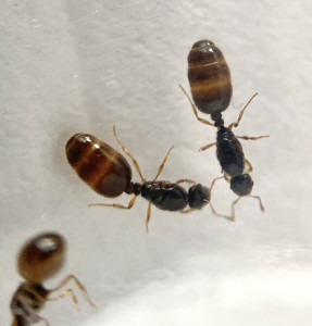 Gyne 1, Essaimage Vincennes (Solenopsis ?)