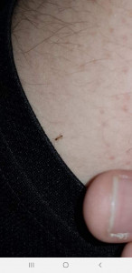 1cm max<br />Noir ou marron<br />Elle se baladais dans ma chambre, Fourmi inconnue