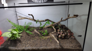 De face, Messor barbarus en terrarium