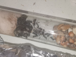 Une petite photo de groupe pour illustrer, [Blog] Mes Messor barbarus et Lasius sp.