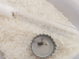 Petit aperçu de chez Garnet !, [Blog] Mes Messor barbarus et Lasius sp.