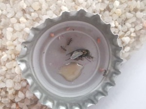 Les filles de White s'attaquent à la mouche pour la ramener !, [Blog] Mes Messor barbarus et Lasius sp.
