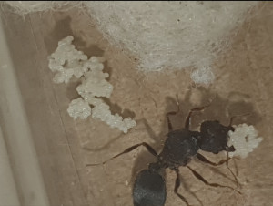 Photo1, Encore une demande d'identification.