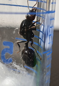 Photo 3, [Messor barbarus] Ma première gyne nommée Grizzly