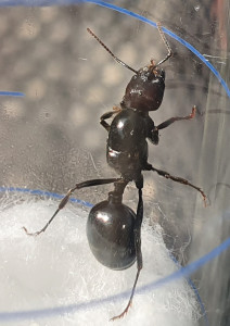Photo 4, [Messor barbarus] Ma première gyne nommée Grizzly