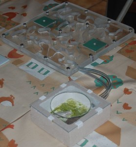 Le nid avec ADC, Mon petit dernier nid en plexi