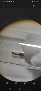 pattes claires, [Solenopsis fugax] Petite gyne dans mon salon