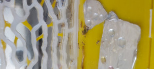 Test avec plusieurs solutions sucrées, Physogastrie vide de mes Camponotus fellah