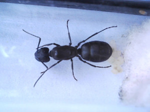 Camponotus Micans, Mes fondations