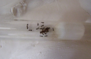 Une photo du tube., [Blog] Les Lasius emarginatus zen.
