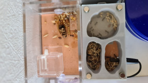 Messor barbarus, Les colonies de Messor barbarus et capitatus de Ze Kituse