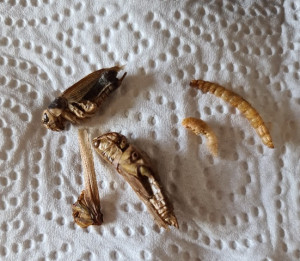 insectes séchés, Les colonies de Messor barbarus et capitatus de Ze Kituse