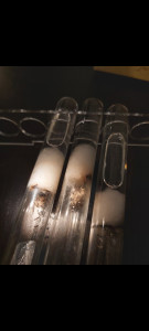 Cocon Lasius niger, Diapause Lasius niger et cocons