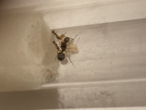 photo 1, [Aphaenogaster sp.] peite gyne noire