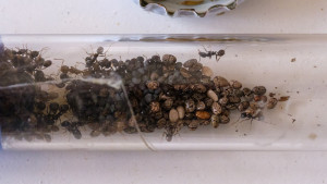 M. barbarus n°3 : miam, des graines !, [Blog] Messor minor minor, Messor capitatus & Messor barbarus