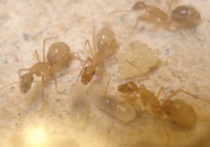 couvain Camponotus sanctus, [Blog] Camponotus africaines, sanctus et sp d'Afrique de l'est