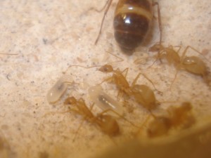 couvain Camponotus sanctus, [Blog] Camponotus africaines, sanctus et sp d'Afrique de l'est