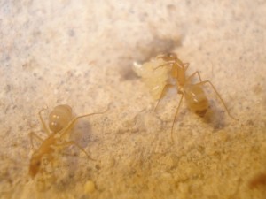 couvain Camponotus sanctus, [Blog] Camponotus africaines, sanctus et sp d'Afrique de l'est